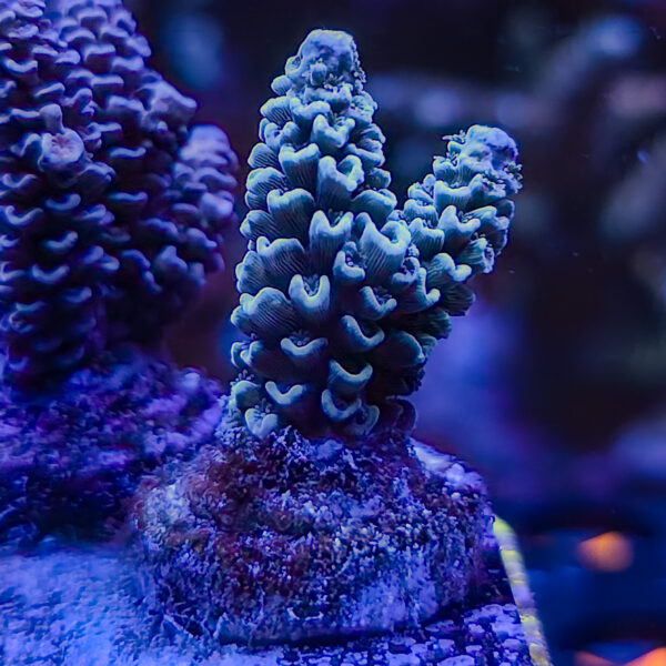 SBB Colorfish Tenuis