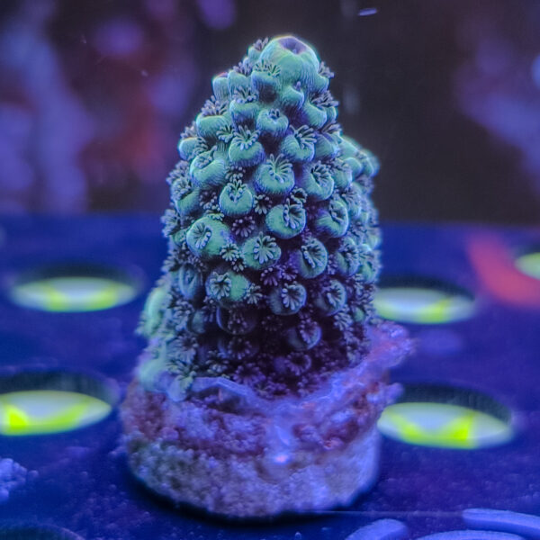 SBB Honey Comb