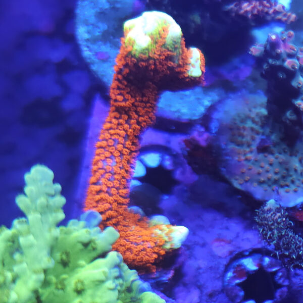 Bubblegum Digitata