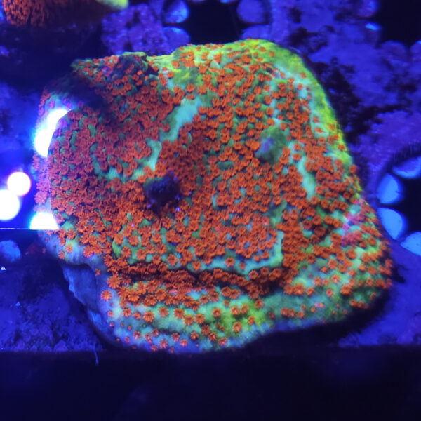 JF Aquaman Monti