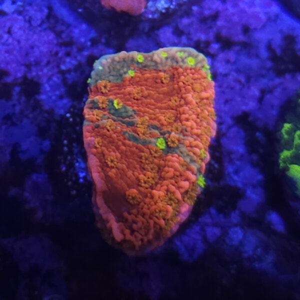 WWC Sunfire Montipora