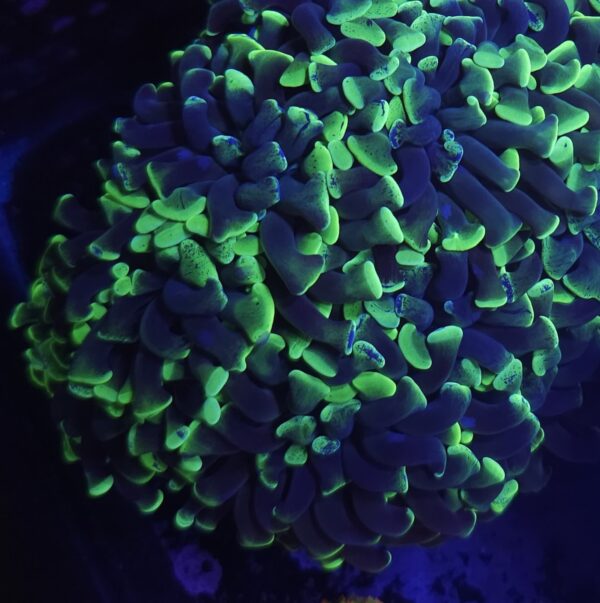 Toxic Splatter Hammer