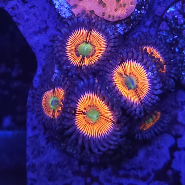 Gobstopper Zoa