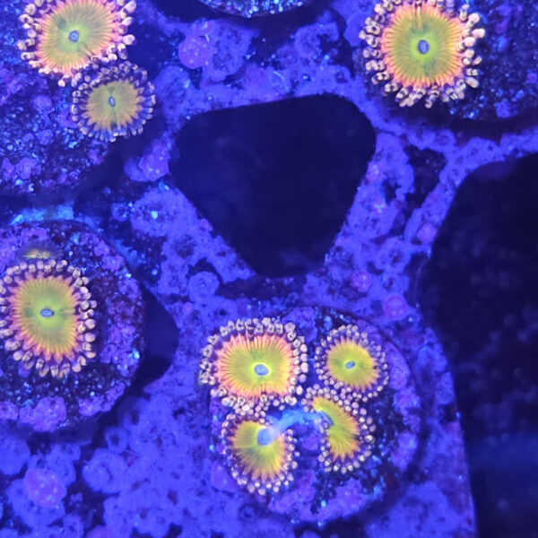 GB Rainbow Troll Zoa