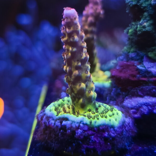WWC Cherry Blossom Stag