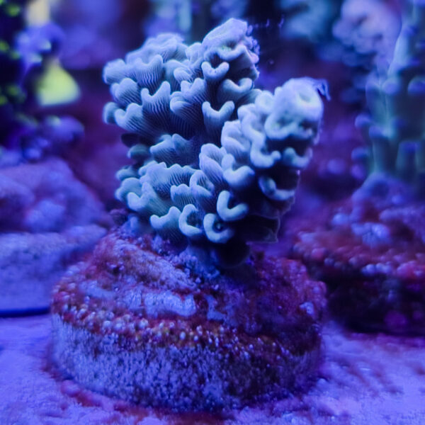SBB Colorfish Tenuis