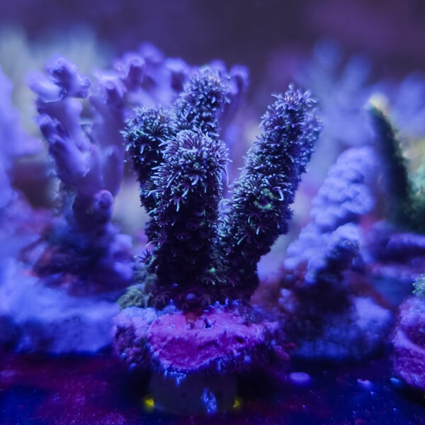 PGC Fuzzball Mille