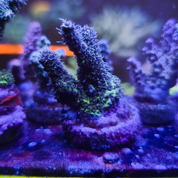 PGC Fuzzball Mille
