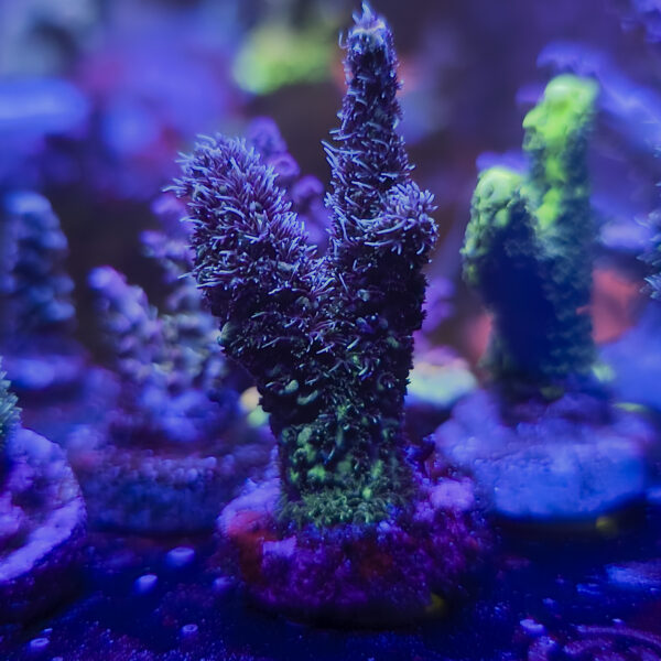 PGC Fuzzball Mille