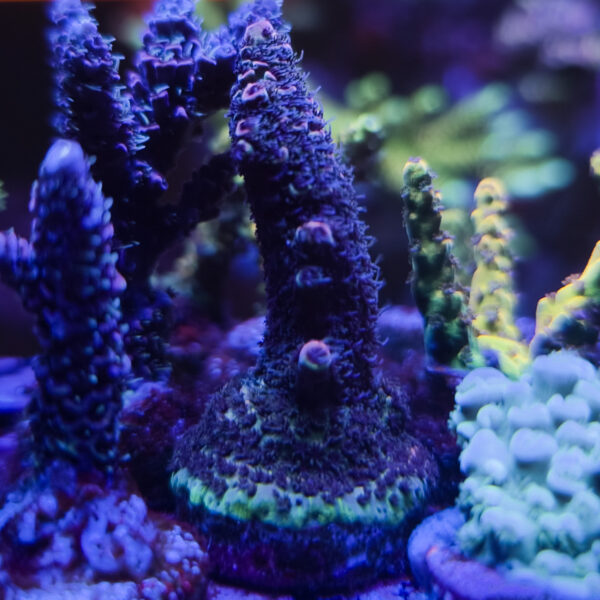 PGC Purple Urkle Mille