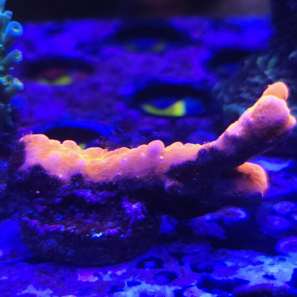 Orange Setosa