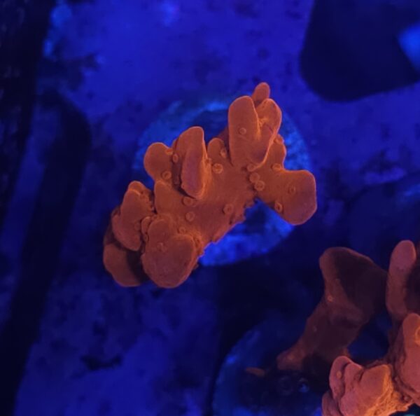 Orange Setosa
