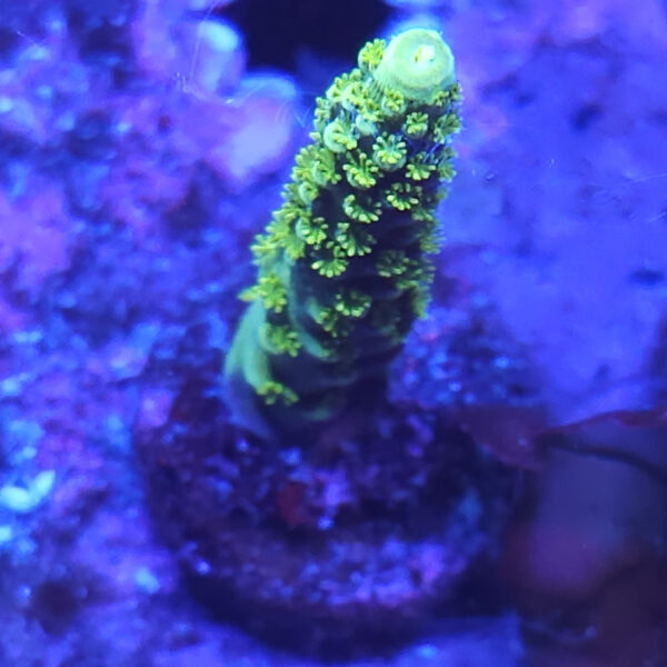 Bali Green Slimer