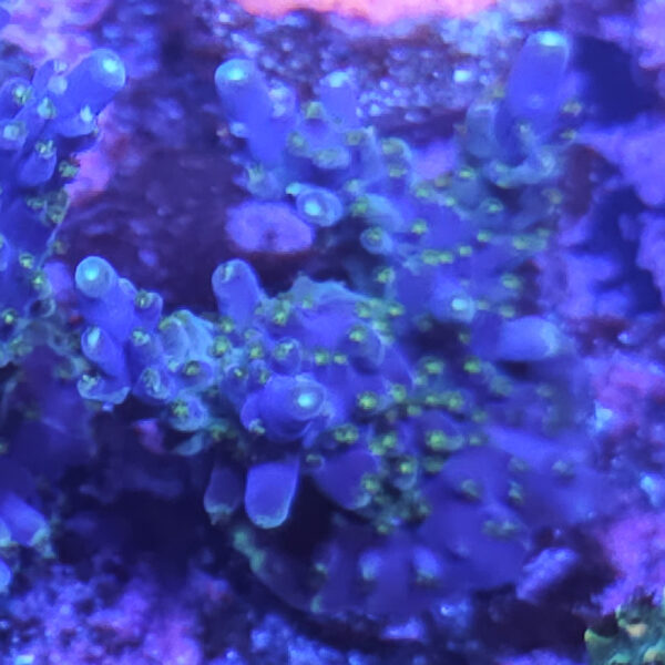 Tricolor Valida