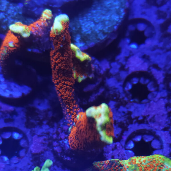 Bubblegum Digitata