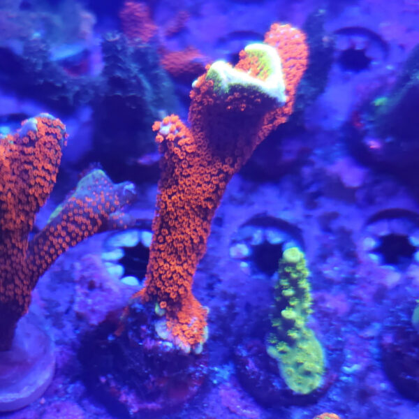 Bubblegum Digitata