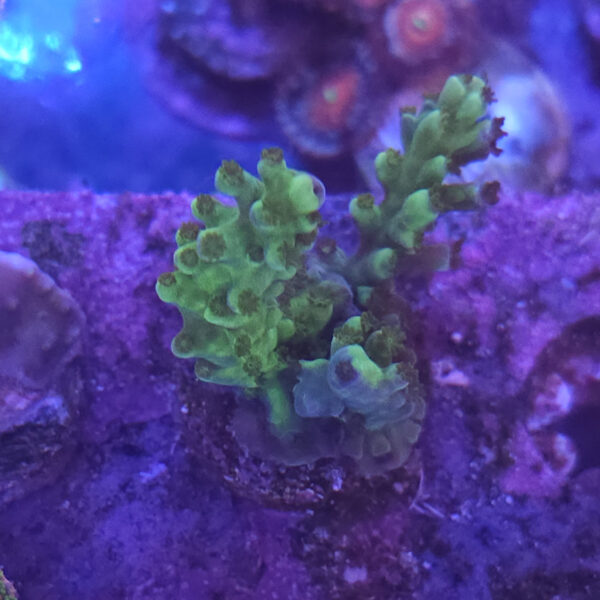 Frogskin