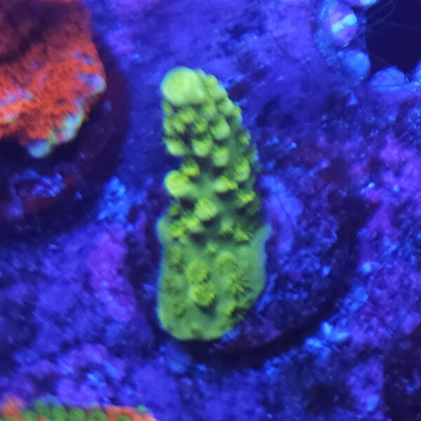 Frogskin