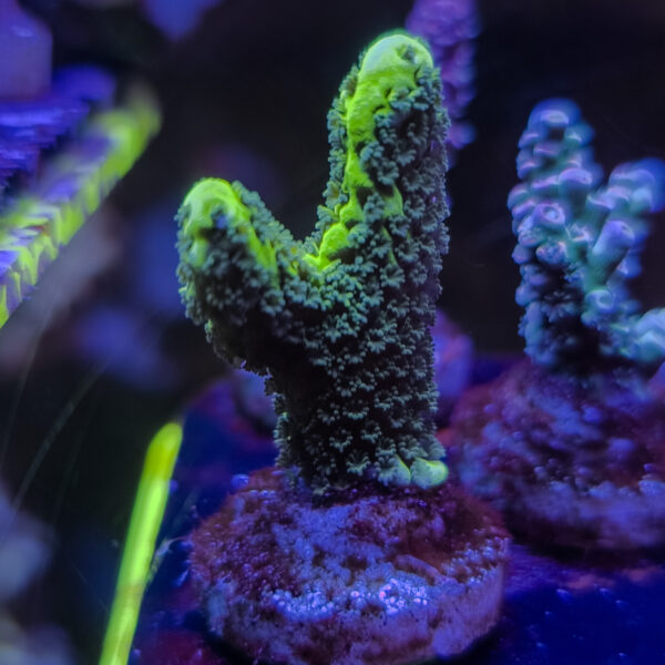 PGC Montipora Spongodes
