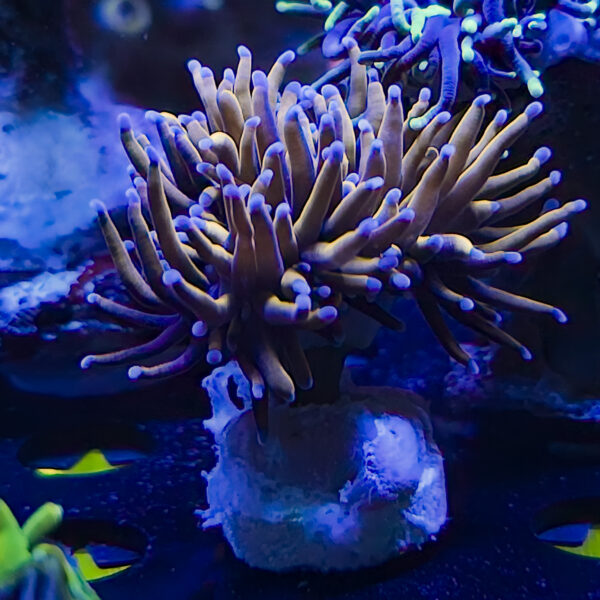 Indo Blue Tip Gold Torch
