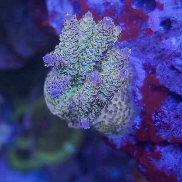 SBB Agent Orange